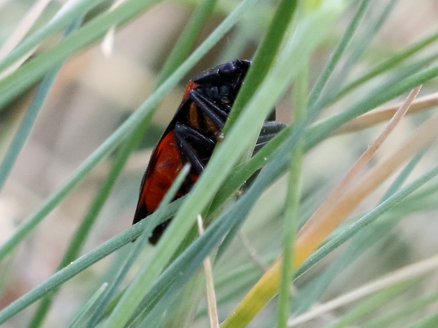 Cercopis