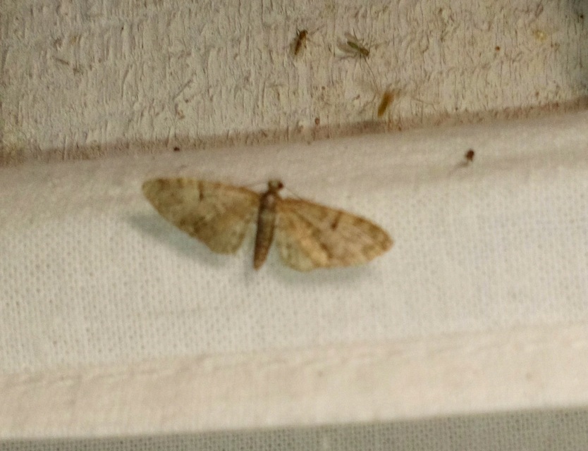 Eupithecia dodoneata - tölgy-törpearaszoló