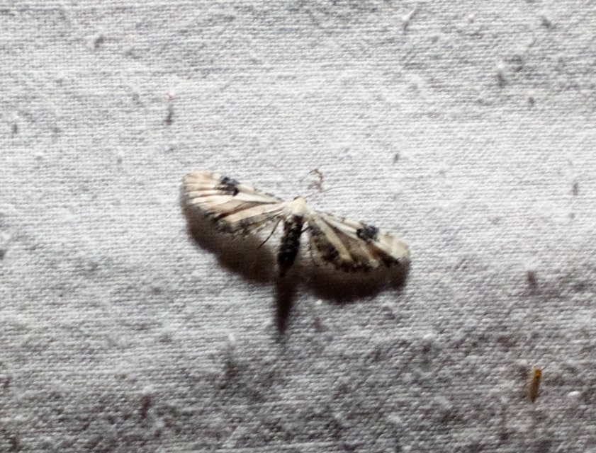 Eupithecia centaureata - búzavirág-törpearaszoló