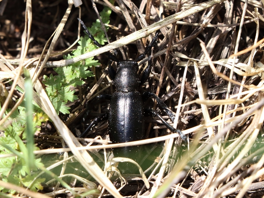 Dorcadion aethiops - fekete gyalogcincér