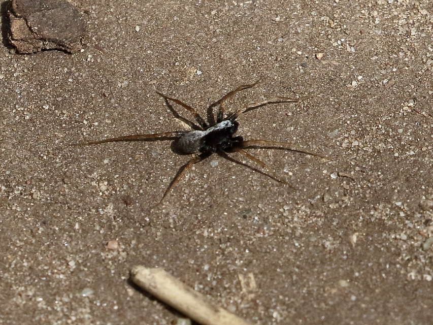 Pardosa alacris/lugubris