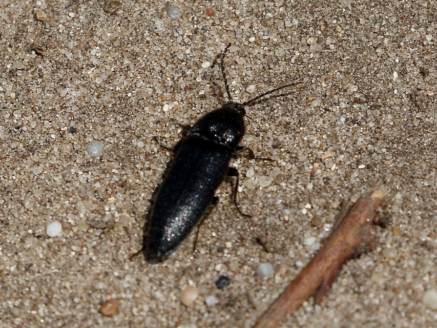 Melanotus