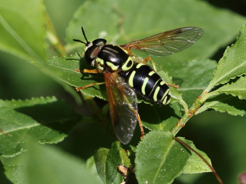 Chrysotoxum