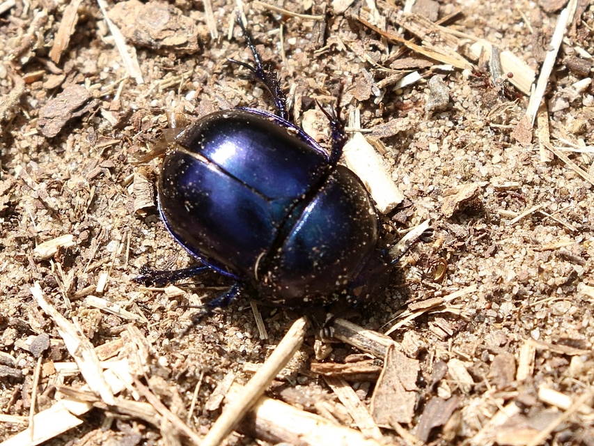 Trypocopris vernalis - tavaszi álganéjtúró