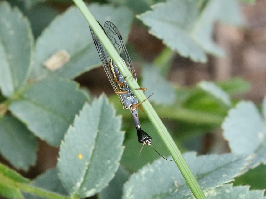 Raphidioptera - Tevenyakú-fátyolkák