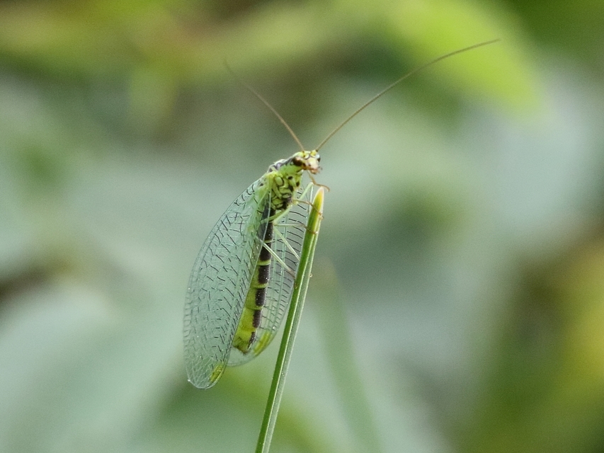 Chrysopidae - zöldfátyolkák
