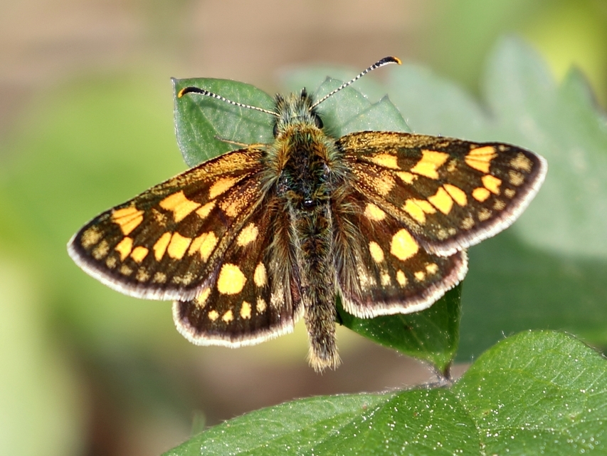 Carterocephalus palaemon - kockás busalepke