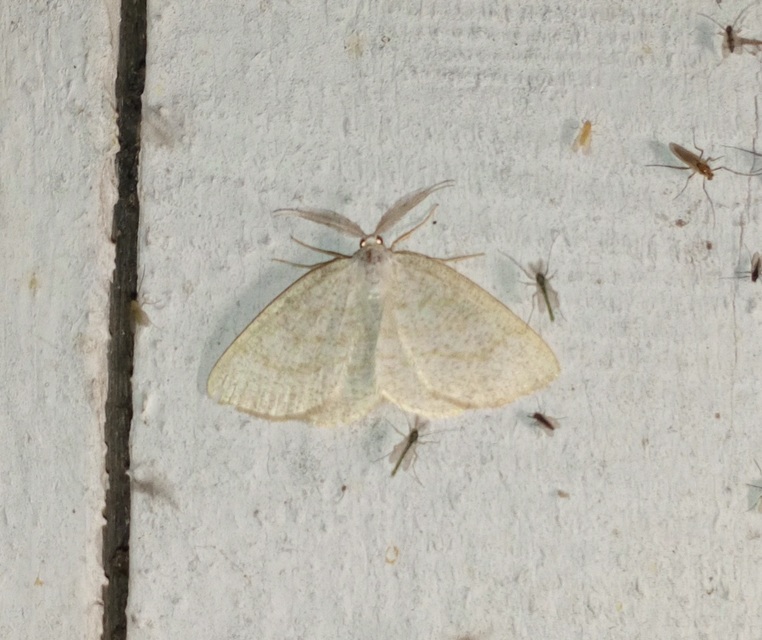 Cabera exanthemata - pettyes égeraraszoló