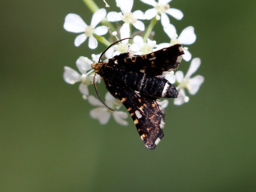 Thyris fenestrella - gyakori ablakosmoly