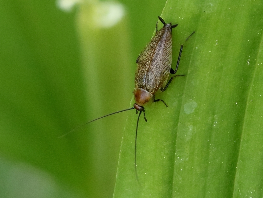Ectobius erythronotus - sárgatorú erdeicsótány