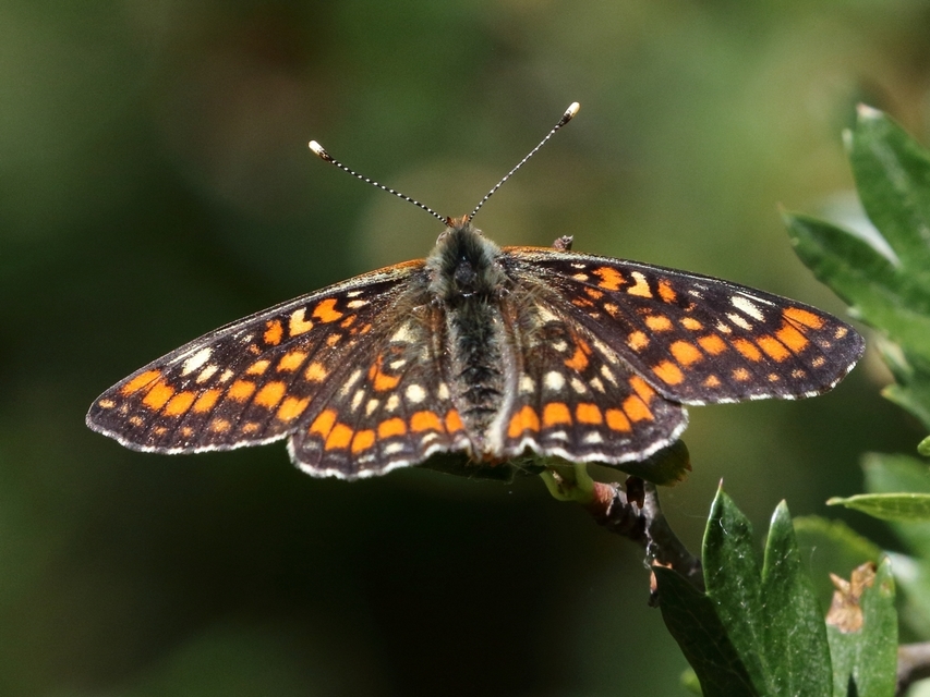 Euphydryas maturna - díszes tarkalepke
