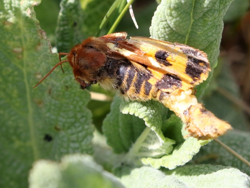 Hyphoraia aulica - barna medvelepke