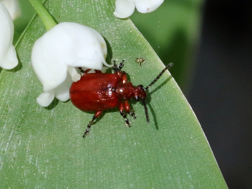 Lilioceris merdigera - hagymabogár Lilioceris merdigera - hagymabogár
