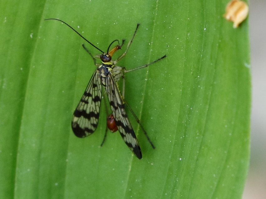 Panorpa vulgaris