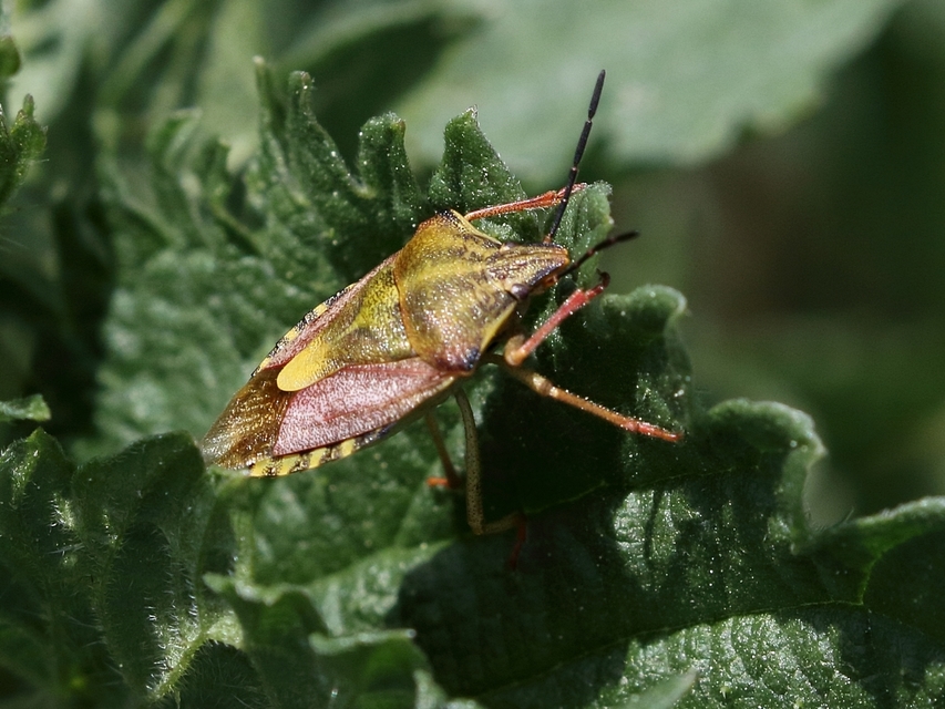 Carpocoris