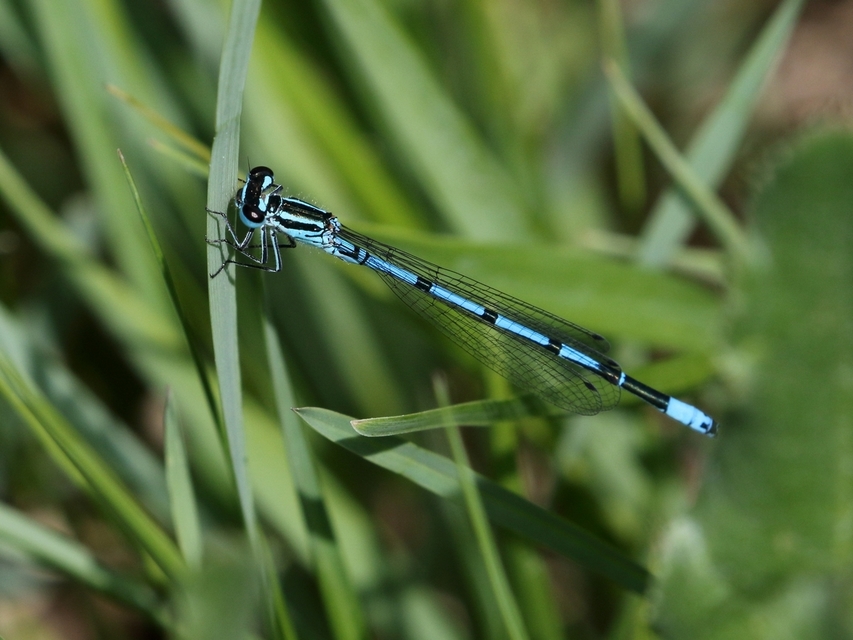 Coenagrion puella - azúrkék légivadász