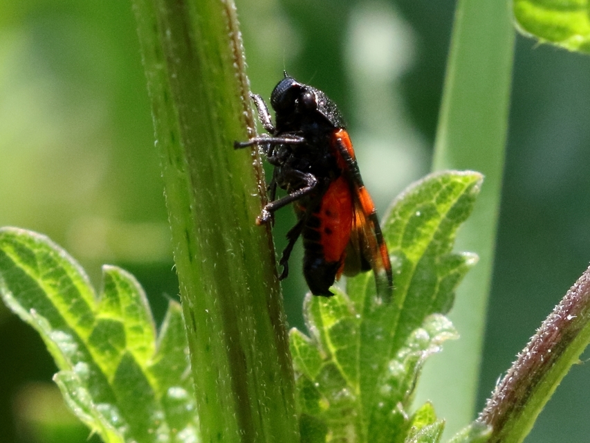 Cercopis