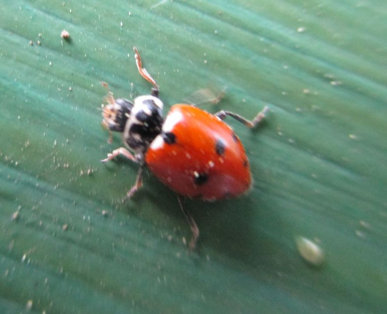 Hippodamia variegata - tizenhárompettyes katica