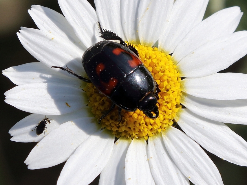 Hister quadrimaculatus - közönséges sutabogár