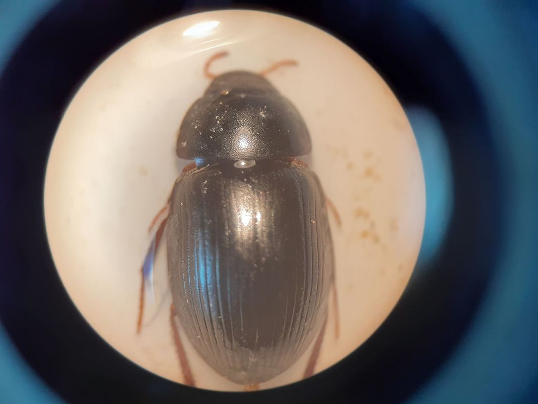 Hydrobius fuscipes - változékony csibor