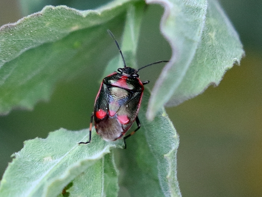 Eurydema oleracea - paréjpoloska Eurydema oleracea - paréjpoloska