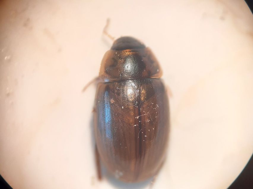 Enochrus quadripunctatus - négypettyes fakócsibor