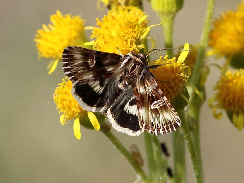 Actinotia radiosa - kis sugarasbagoly
