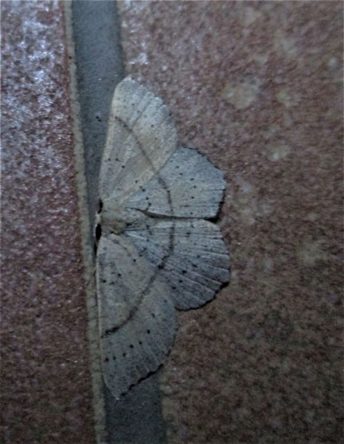 Cyclophora punctaria - sávos pettyesaraszoló