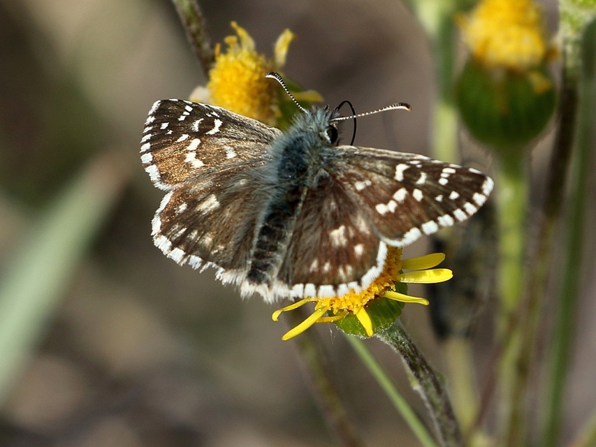 Pyrgus armoricanus - feles busalepke