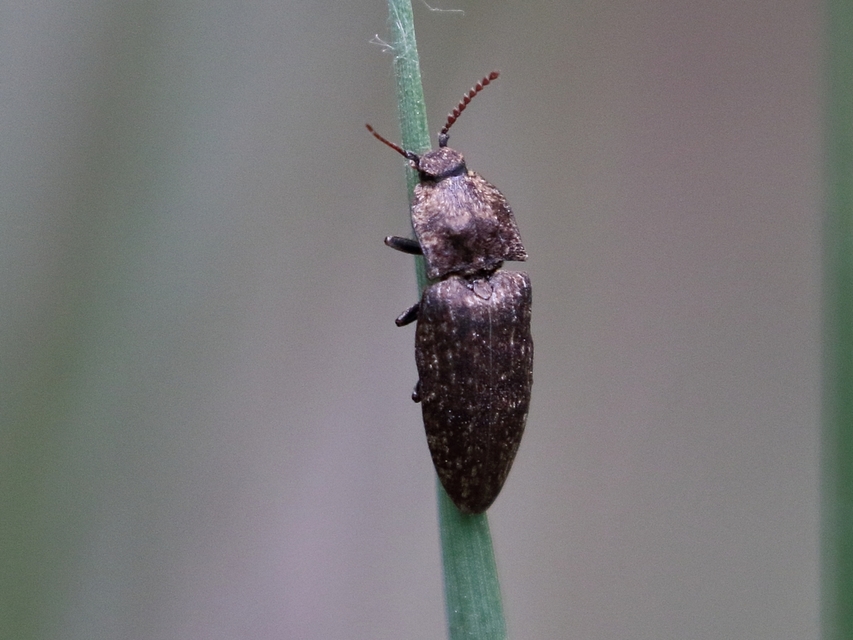 Agrypnus murinus - egérszínű pikkelyespattanó