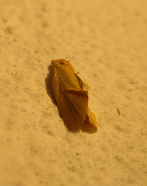 Agapeta hamana - közönséges sárgamoly