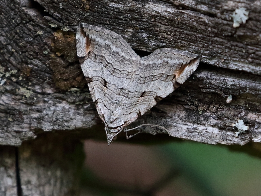 Aplocera efformata/plagiata