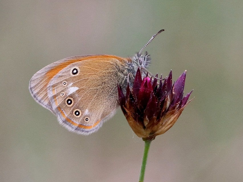 Coenonympha glycerion - közönséges szénalepke