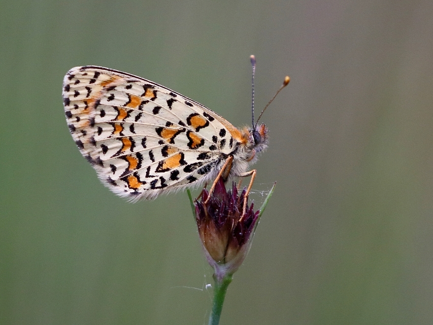 Melitaea trivia - kis tarkalepke