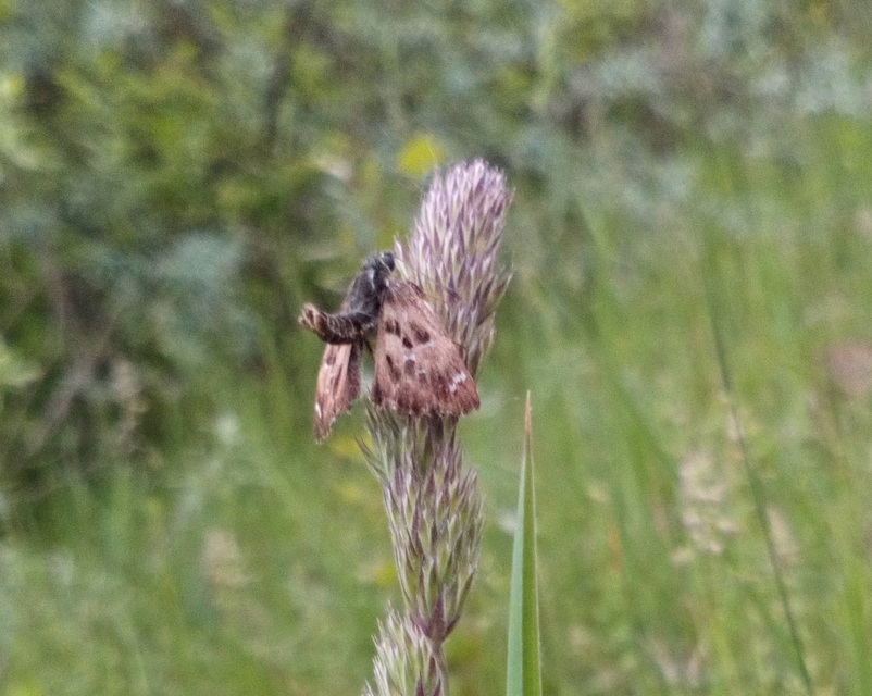 Carcharodus alceae - mályva-busalepke