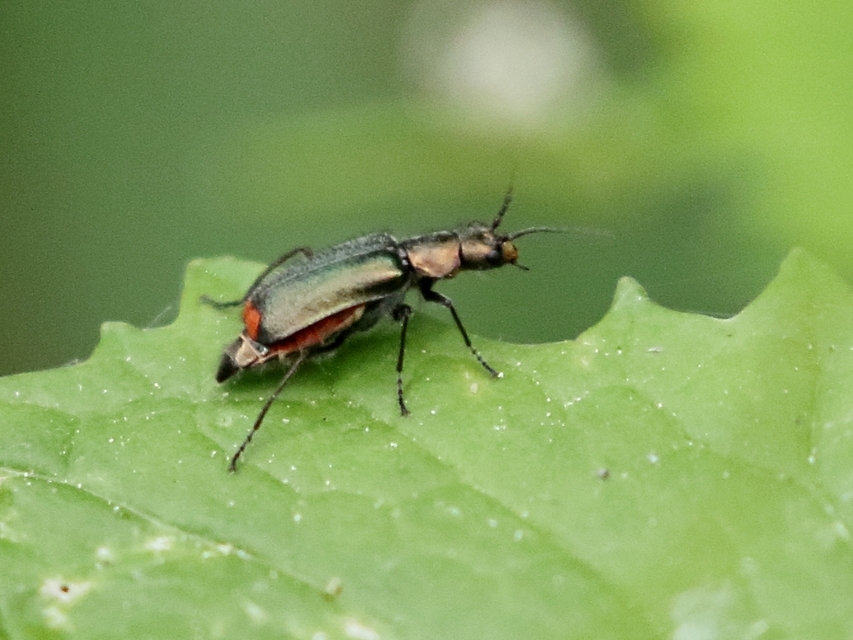 Malachius bipustulatus - kétfoltos bibircsesbogár