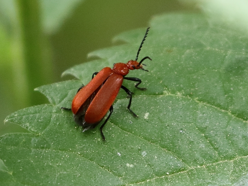 Pyrochroa serraticornis - közép-bíborbogár