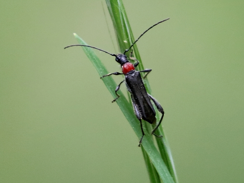Callimoxys gracilis - frakkos cincér