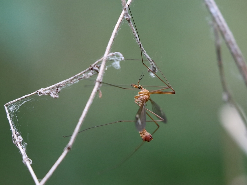Tipula