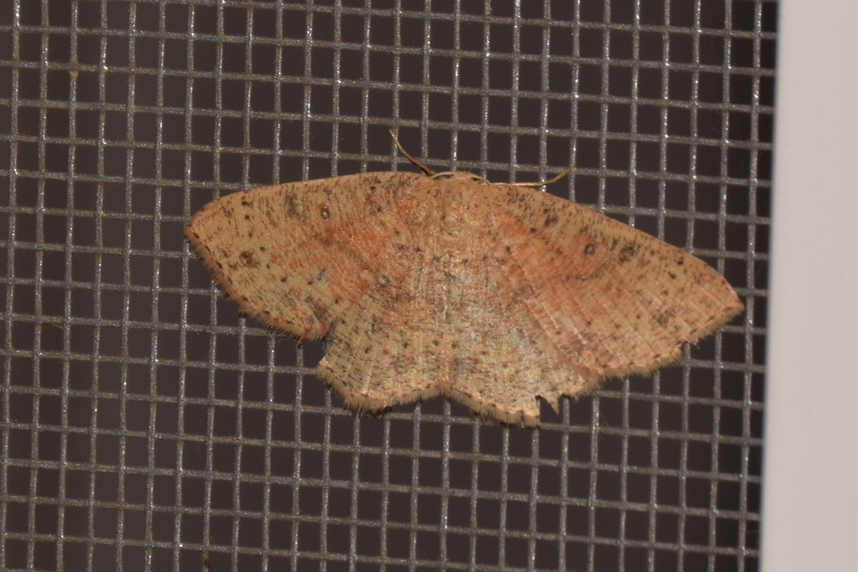 Cyclophora porata - körös pettyesaraszoló