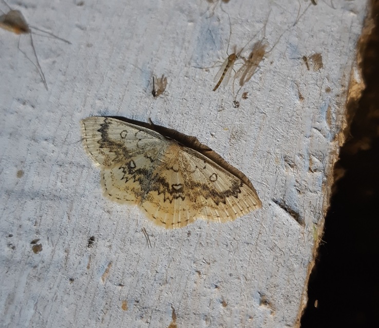 Cyclophora annularia - gyűrűs pettyesaraszoló
