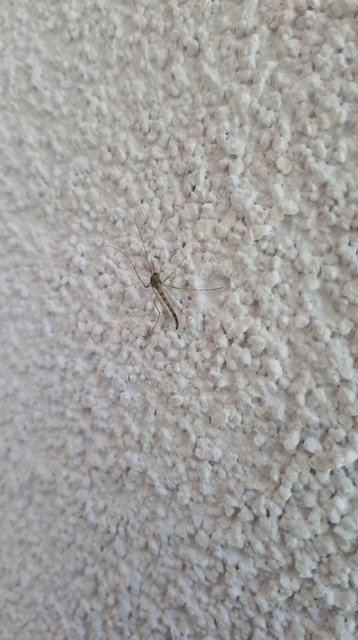 Chironominae