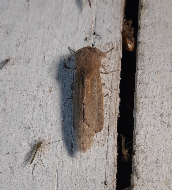 Phragmataecia castaneae - nádfúrólepke