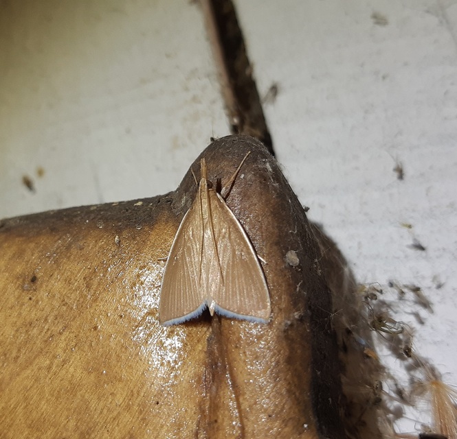 Sclerocona acutellus - hegyesszárnyú tűzmoly