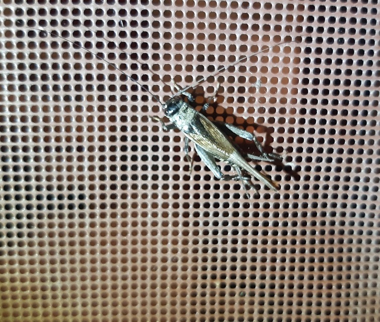 Eumodicogryllus bordigalensis - bordói tücsök