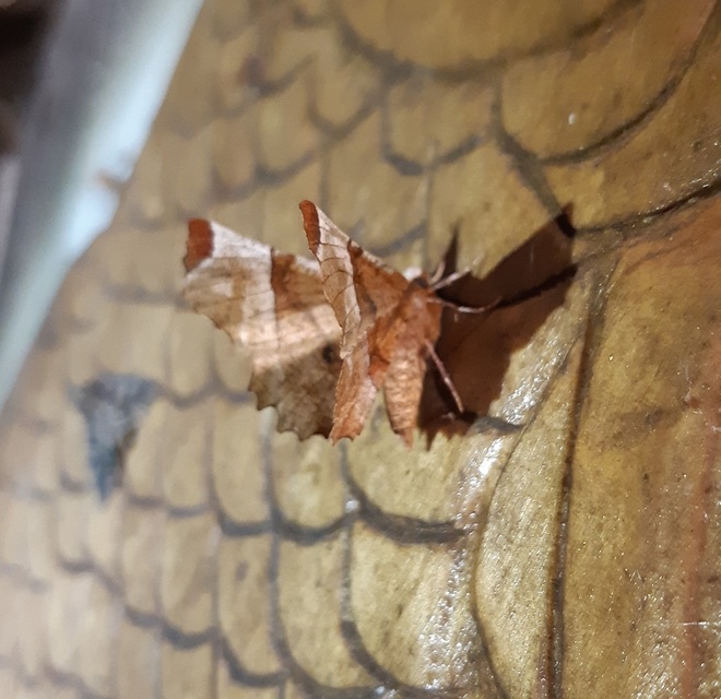 Selenia lunularia - egyfoltos holdasaraszoló