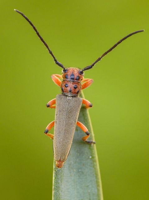 Phytoecia argus - árgusszemű cincér