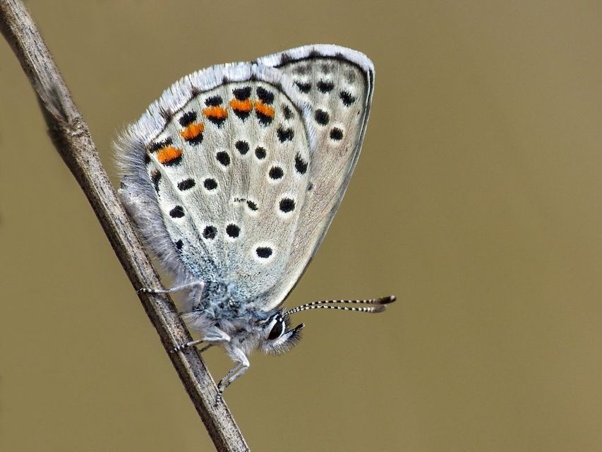 Pseudophilotes schiffermuelleri - apró boglárka