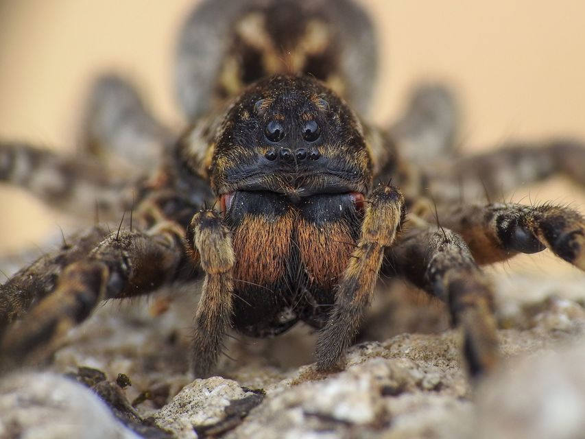 Geolycosa vultuosa - pokoli cselőpók