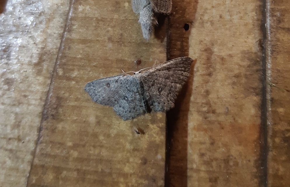 Cyclophora pendularia - fűzfa-pettyesaraszoló